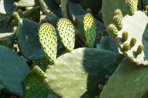 Planta de tuna con sus hojas carnosas llenas de espinas en un parque público, opuntia lindheimeri