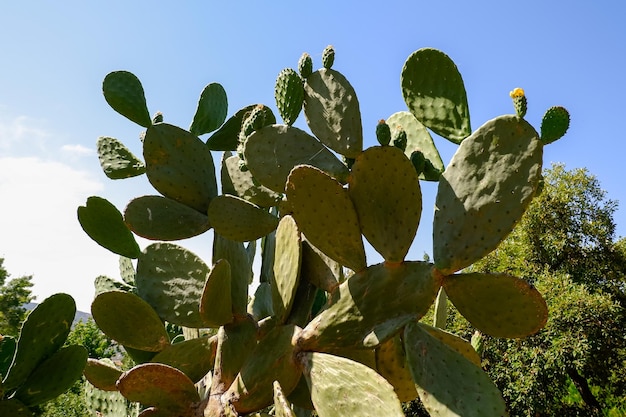 Planta de tuna con sus hojas carnosas llenas de espinas en un parque público