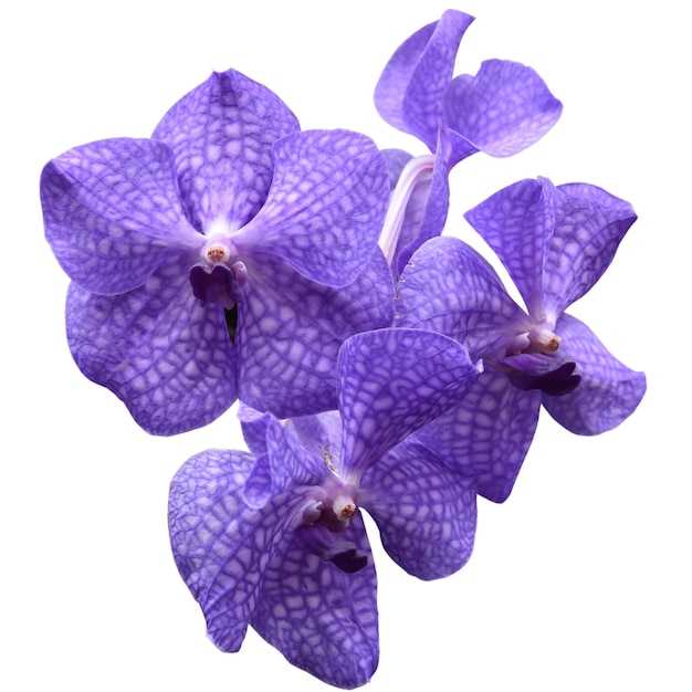 Planta Vanda coerulea