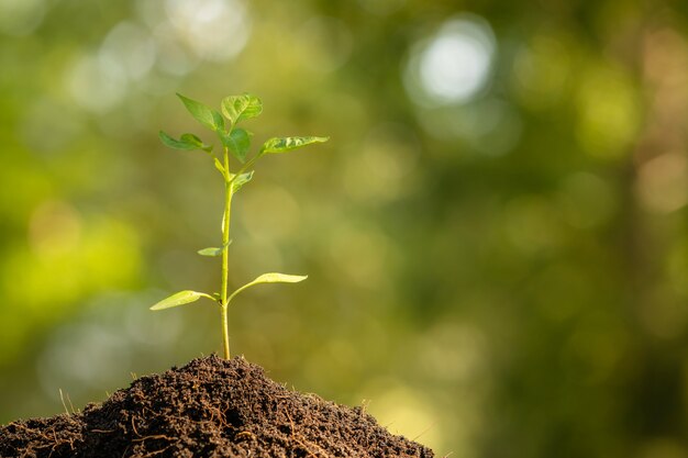 Planta vegetal joven que crece en el suelo con luz solar al aire libre y naturaleza verde