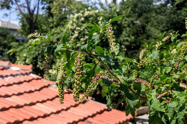 Una planta venenosa Phytolacca americana con frutas closeup