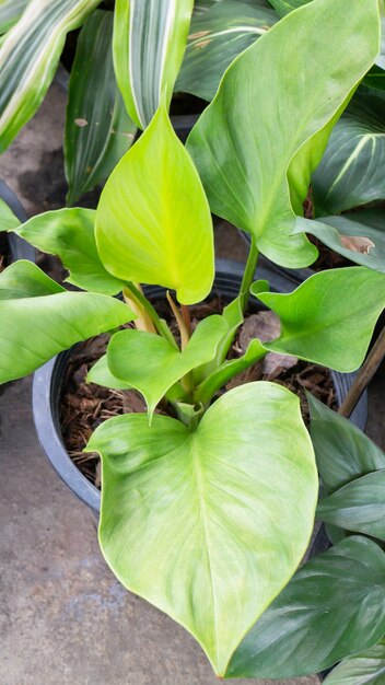 Planta de verano verde en el mercado al aire libre, Stock Photo