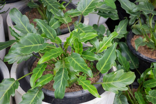 Planta de verano verde en el mercado al aire libre