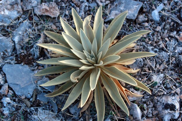 Planta Verbascum thapsus Gordolobo