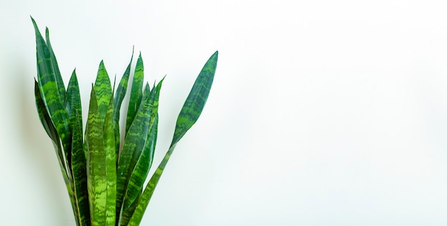 Planta verde aislado sobre fondo blanco.