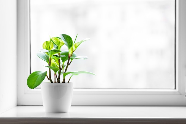 Planta verde en el alféizar de la ventana en el fondo