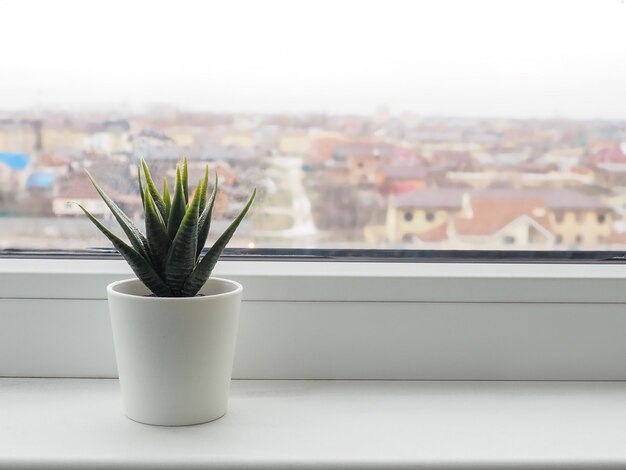 Planta verde en el alféizar de la ventana