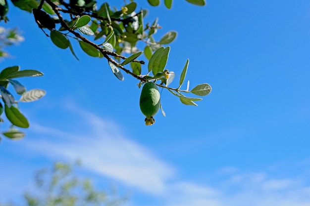 Una planta verde con algunas frutas verdes.