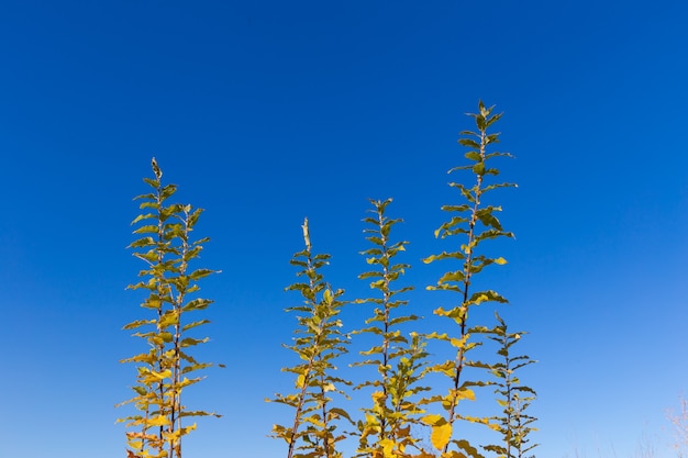 planta verde alta contra el cielo azul