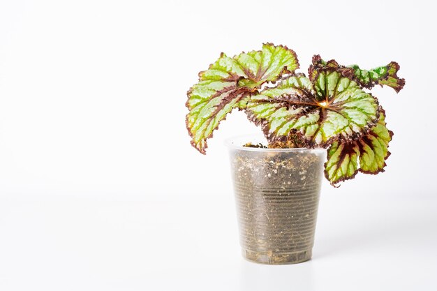 Planta verde Begonia Sandía sobre fondo blanco Textura de hojas de flores Plantas tropicales