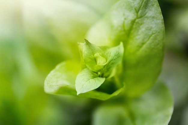 Planta verde borrada como pano de fundo da primavera