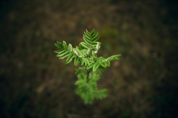 Planta verde en el bosque. Naturaleza