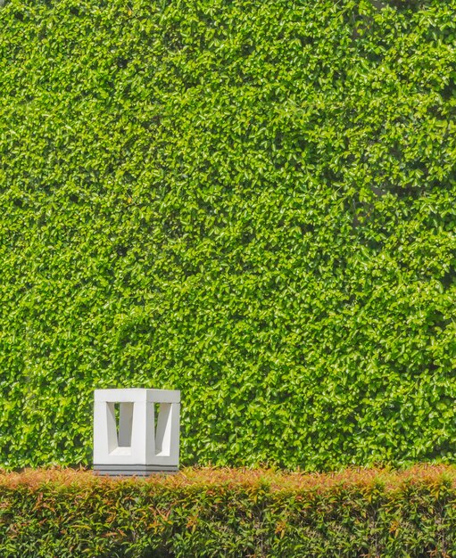 Foto planta verde en el campo