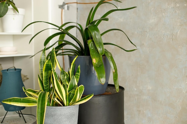 Planta verde casera en un estante en un estante en el interior Foto de alta calidad