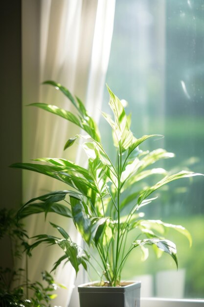 Planta verde cerca de la ventana por la mañana