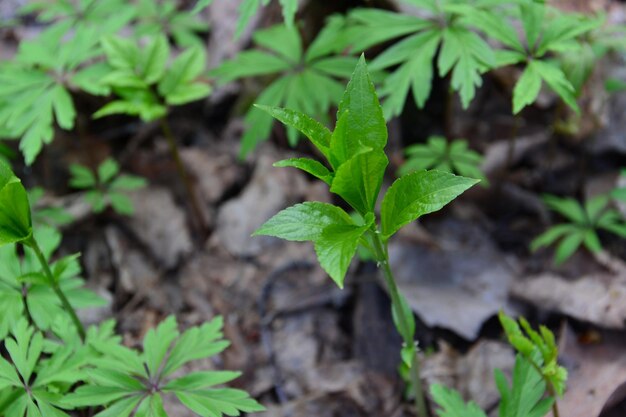 planta verde en el césped del bosque, primer plano