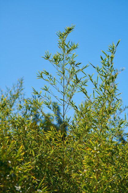 Planta verde y cielo azul