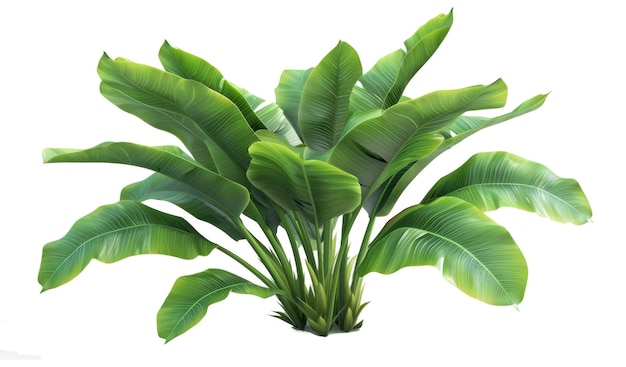 Planta verde com costelas