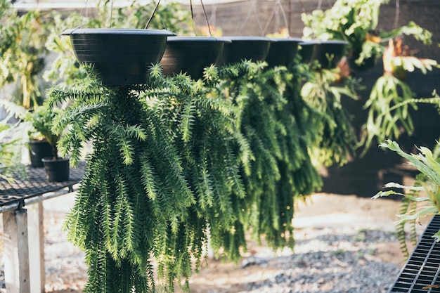 Planta verde com folha da natureza, árvore e fundo ambiental no conceito ecológico