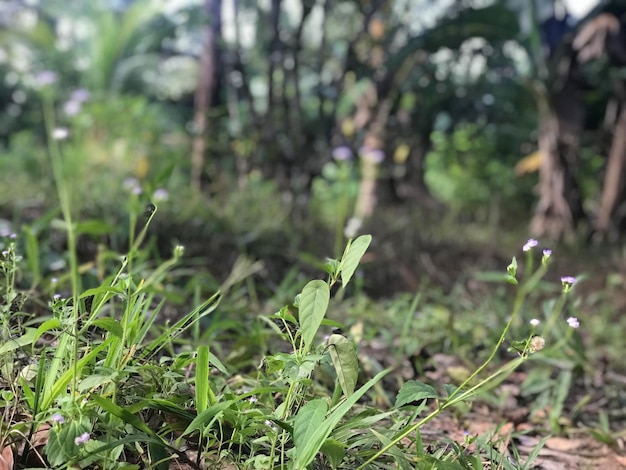 planta verde com fundo de terra seca devido à seca