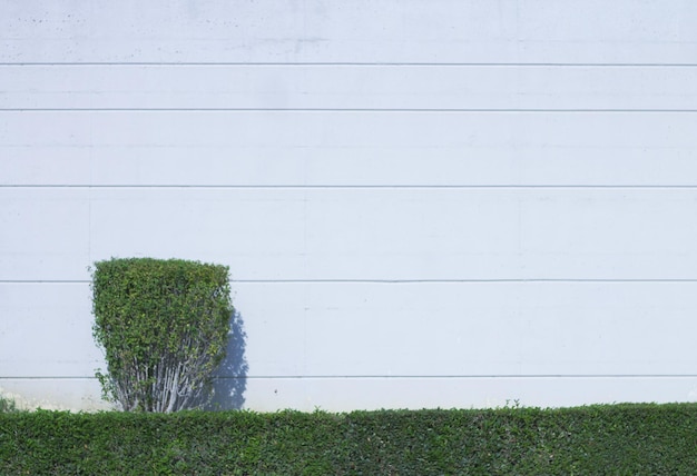 Planta verde contra la pared blanca