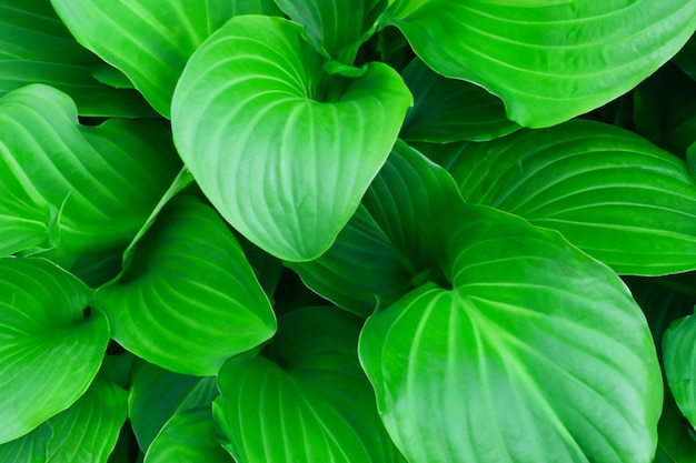 Una planta verde con un corazón en forma de corazón en el centro.