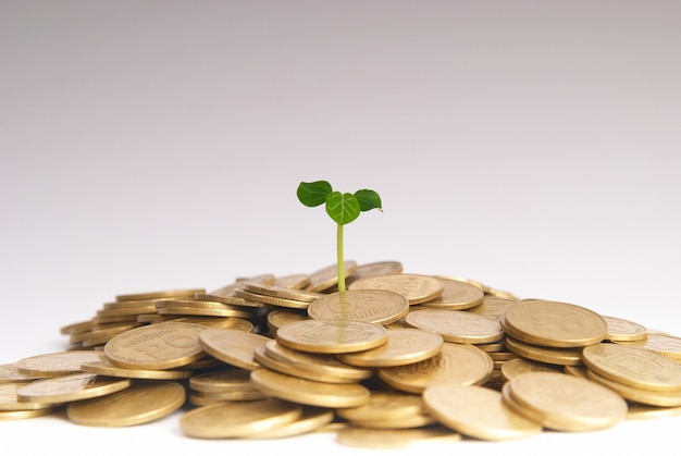 Foto planta verde crescendo a partir das moedas. conceito financeiro de dinheiro.