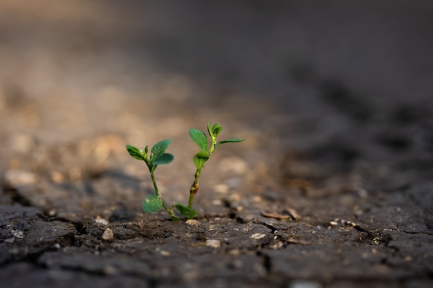 Planta verde crescendo em terra crepitante ao sol