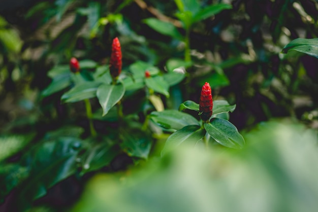 Planta verde da natureza no jardim doméstico, flor da primavera de verão e folha floral em crescimento no ambiente