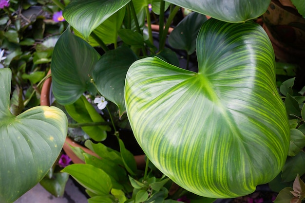 Planta verde de verão no mercado ao ar livre