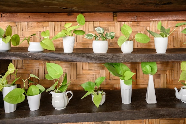 Planta verde en decoración en maceta blanca en madera.