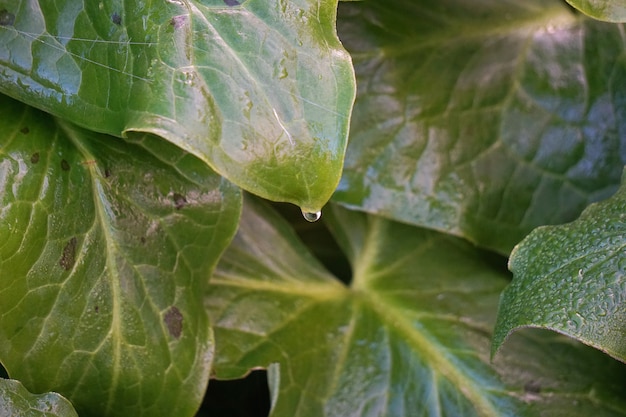 Planta verde deixa a textura