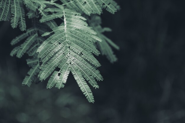 La planta verde deja el fondo