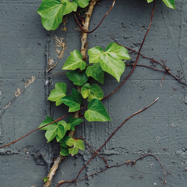 planta verde deja en la pared