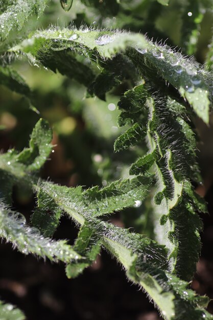 planta verde en un día soleado bajo la lluvia hojas mojadas cerca del suelo de hierba y flores hojas frescas