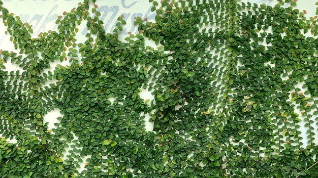 Foto planta verde de dólar vides en latín ficus pumila que se arrastra por la pared