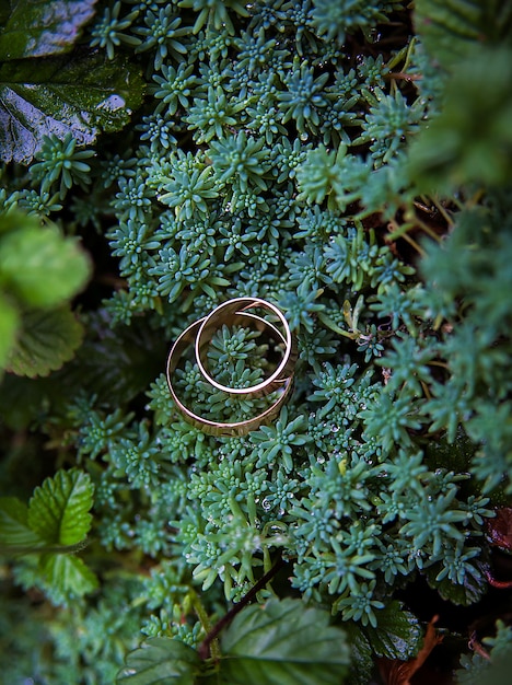 Foto planta verde e alianças