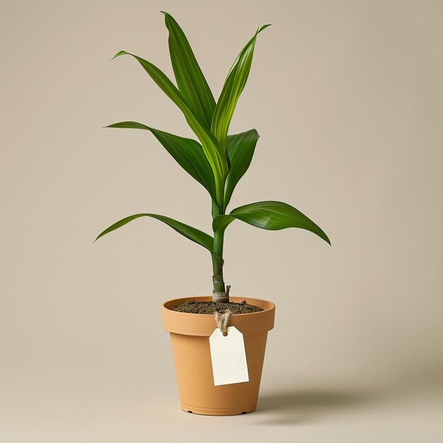 Planta verde elegante em uma panela de terracota com um rótulo branco em uma mesa bege