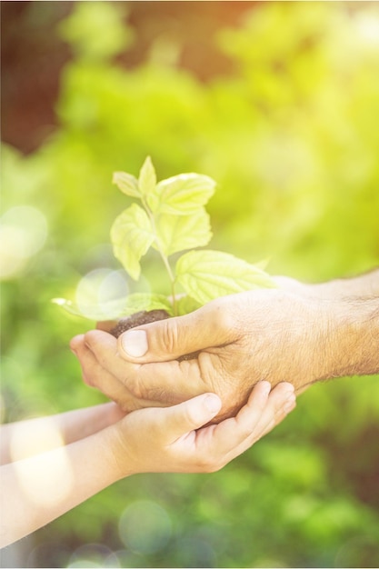 Planta verde em mãos humanas em fundo desfocado