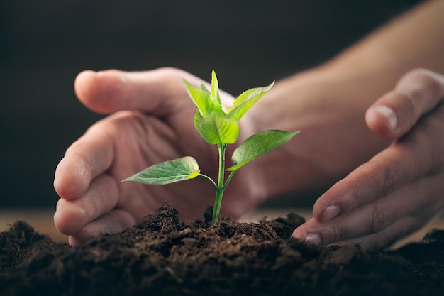 Planta verde em mãos humanas no fundo