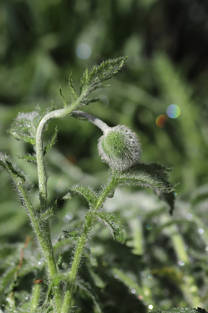 planta verde em um dia ensolarado na chuva folhas molhadas perto do solo de grama e flores folhas frescas