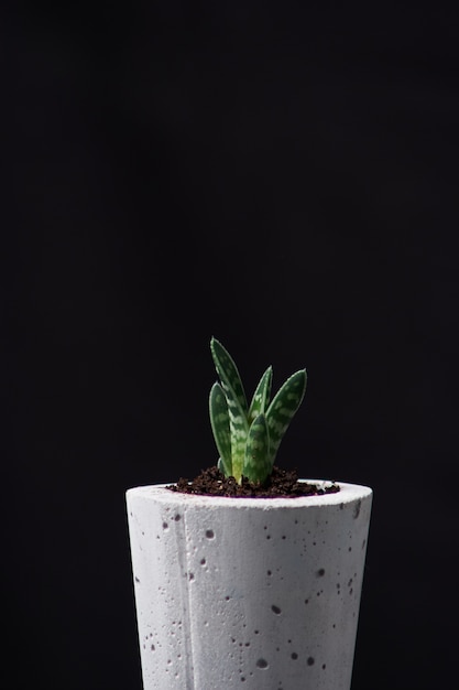 Planta verde em um pote de concreto, decoração de casa criativa