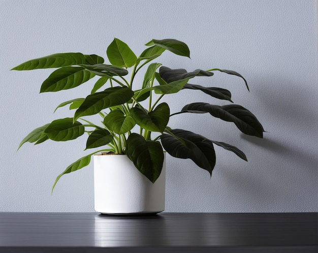 planta verde em uma panela em um fundo branco