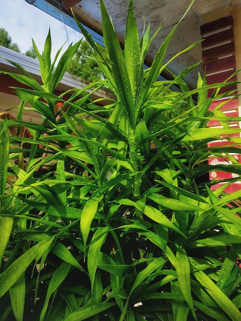 Una planta verde está frente a una casa roja.