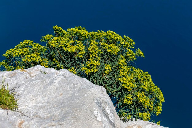 La planta verde Euphorbia cyparissias crece y florece de cerca