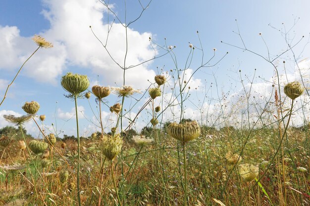 Planta verde fechada em um fundo de céu azul