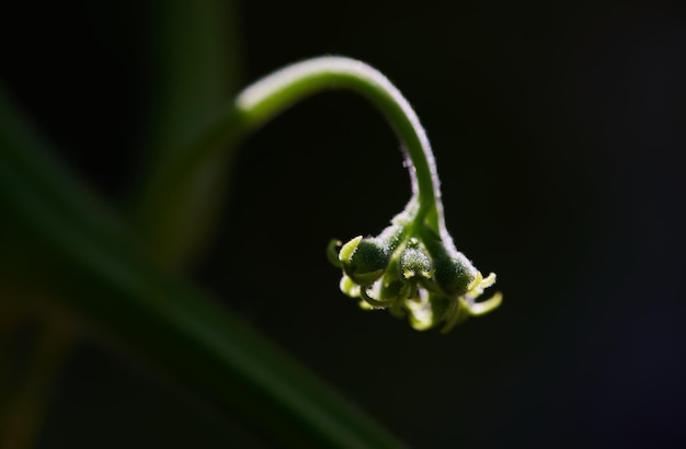 Una planta verde con una flor en el medio.