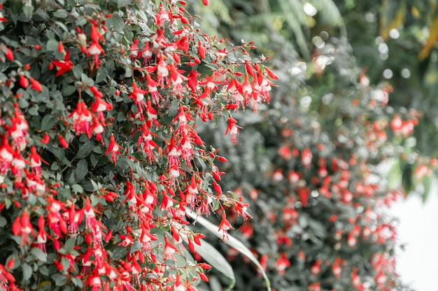 Planta verde con flor roja en el jardín