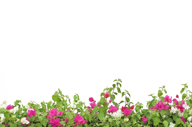 Planta verde con flor rosa sobre blanco superficie aislada