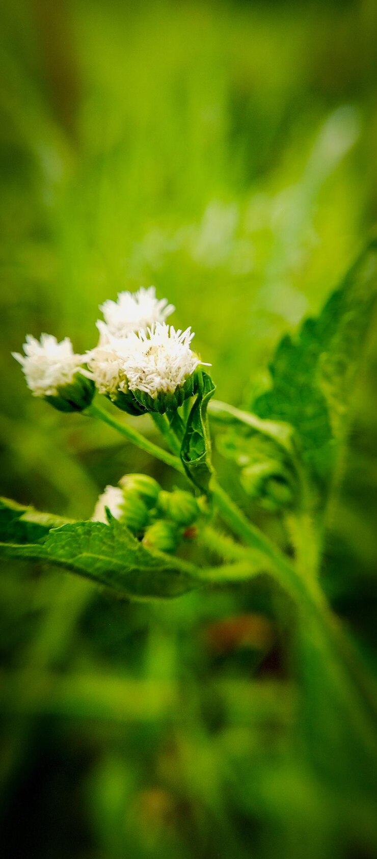 una planta verde con flores blancas y hojas verdes